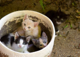 Kittens.