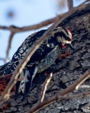 Yellow-Bellied Sapsucker.