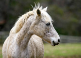 Horse.