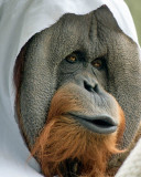 Orangutan.