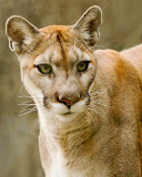 Cougar