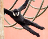 White-Cheeked Gibbon.