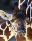 Baby Giraffe