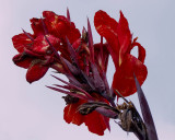 Canna Lily.