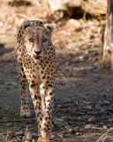 Cheetah