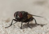 Fly
