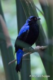 Asian Fairy Bluebird