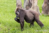 Western Lowland Gorilla