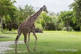 Giraffe