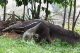 Giant Anteater