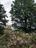 Dscn3871.jpg