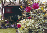 1314 Cabrillo Backyard 02.jpg