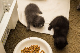 Chau Kittens April 2014