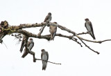 Brown-chested Martin