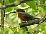 Green-and-rufous Kingfisher