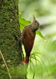 Striped Woodcreeper