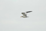 Large-billed Tern