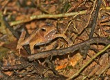 Rhinella margaritifera