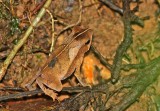 Rhinella margaritifera