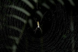 Spider Cuyabeno