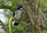 Lesson's Seedeater