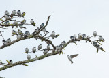 White-winged Swallow