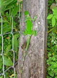 Green Iguana