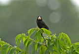 Large-billed Seed-Finch