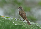 Panama Flycatcher