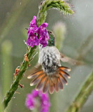 Rufous-throated Sapphire