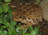 Rhinella marina