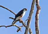 Plain-breasted Hawk