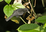 Scarlet-rumped Cacique