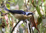 Fawn-breasted Tanager