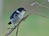 Caqueta Seedeater