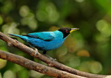 Green Honeycreeper