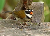 Orange-billed Sparrow