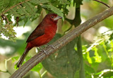 Silver-beaked Tanager