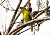 Slaty-capped Shrike-Vireo