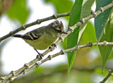 Southern Beardless Tyrannulet