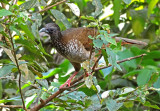 Speckled Chachalaca