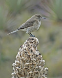 White-tailed Shrike-Tyrant