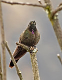 Blue-mantled Thornbill