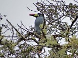 Gray-breasted Mountain-Toucan