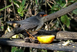 Slaty-backed Nightingale-Thrush