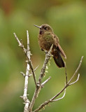 Violet-throated Metaltail