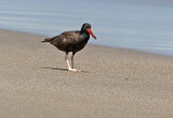 Blackish Oystercatcher