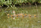 White-cheeked Pintail