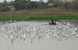 Egrets Relicario