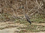 Yellow-crowned Night-Heron